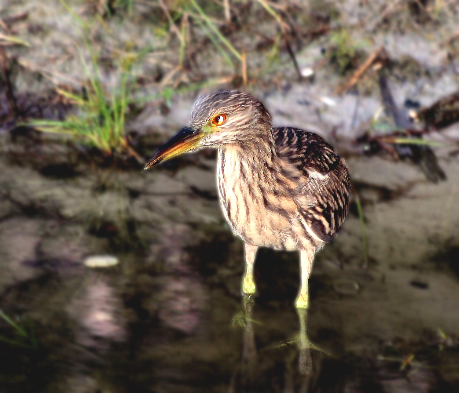 LIttle Heron