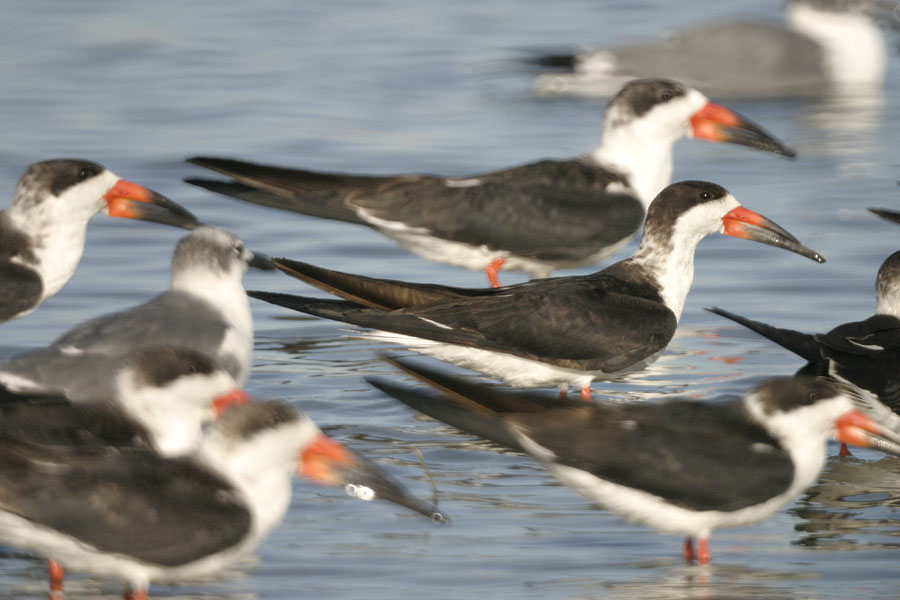 Skimmers