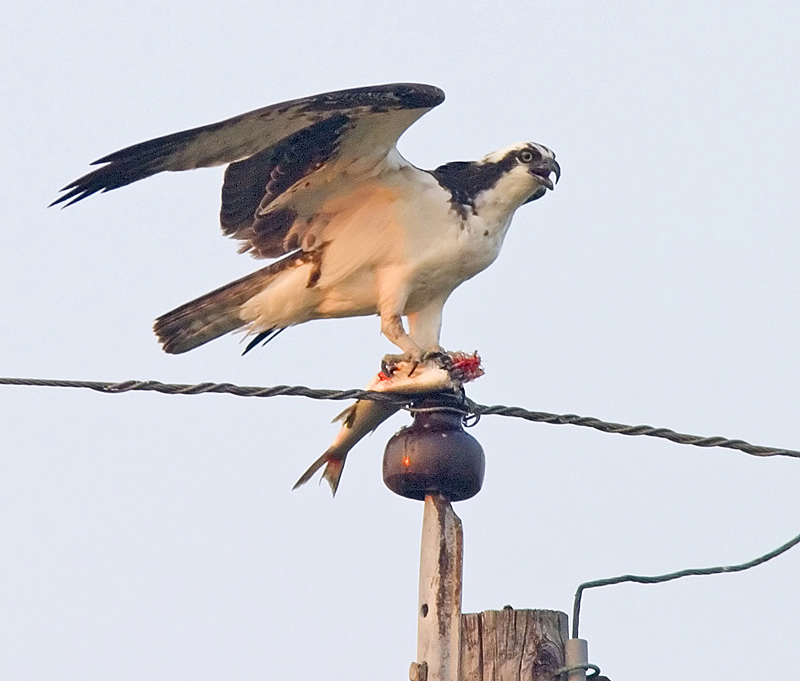 Osprey