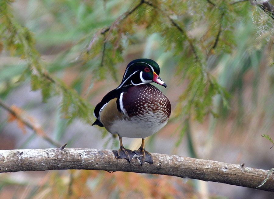 Wood Duck