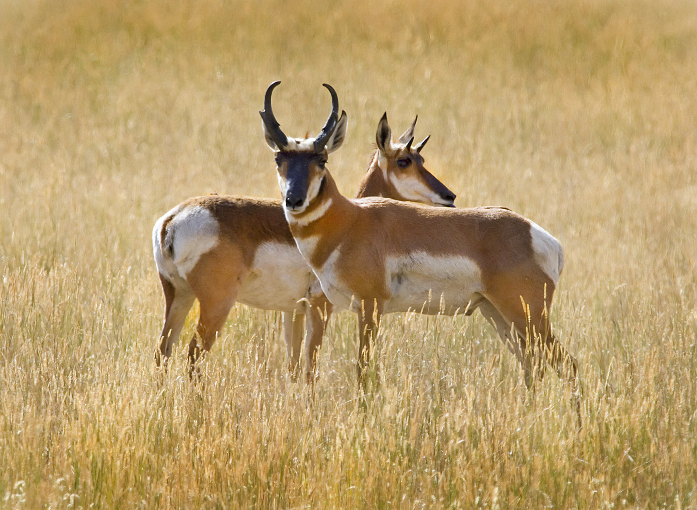 Pronghorn Pair, Steens Mountain