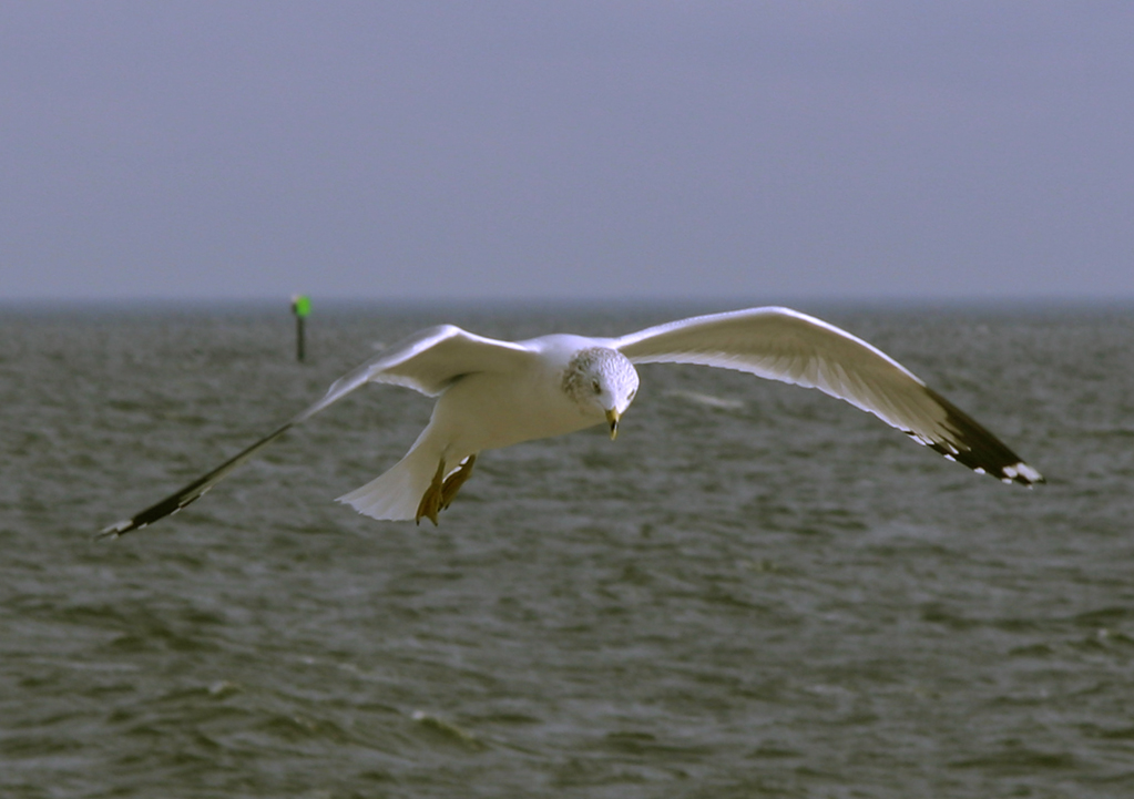 Sea Wings