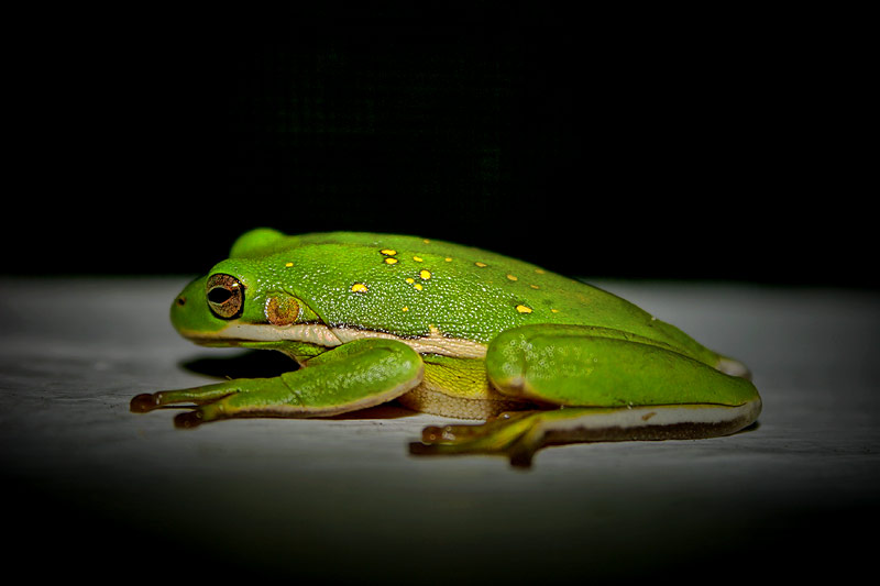 In The Spotlight