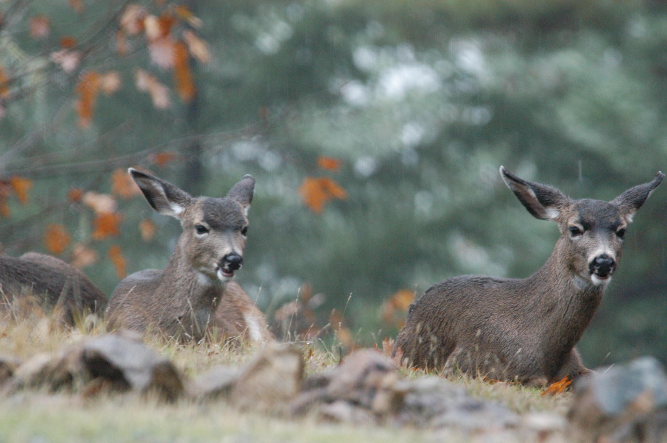 Two Deer