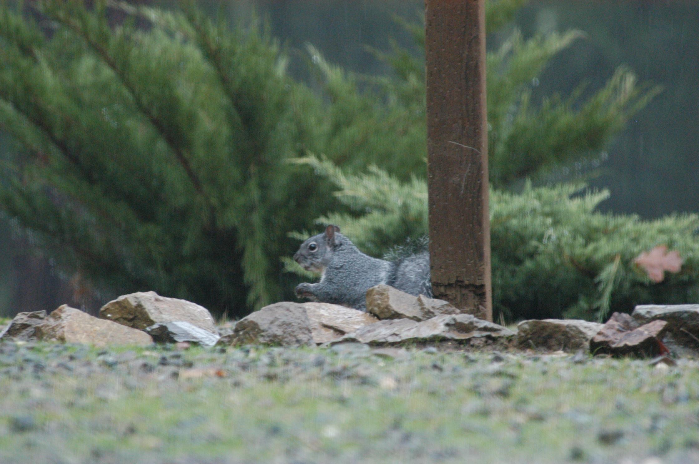 Squirrel