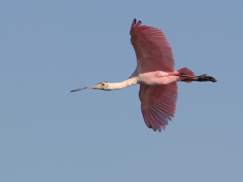 Roseate Spoonbill