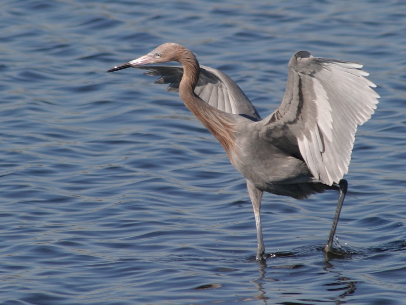 Reddish Egret