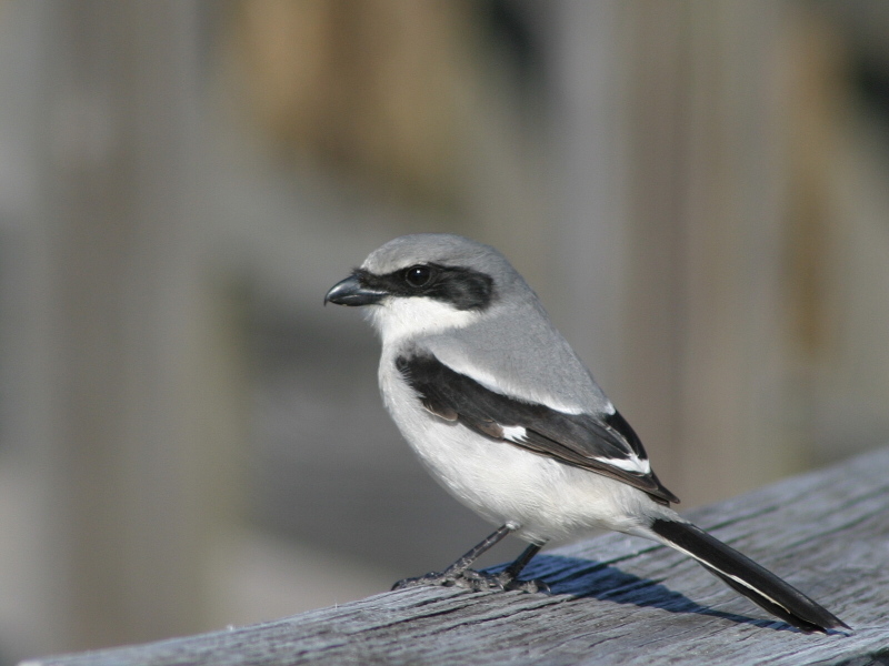 Loggerhead Shrike