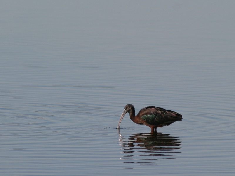 Glossy Ibis
