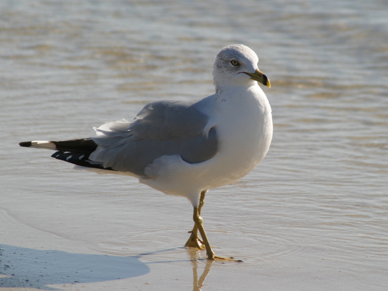 Ring-billed Gull