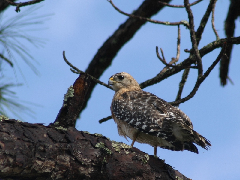 Red-shouldered Hawk