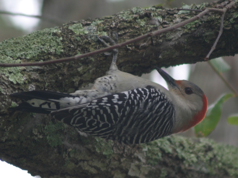 Red-bellied Woodpecker