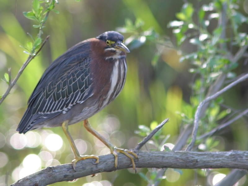 Green Heron