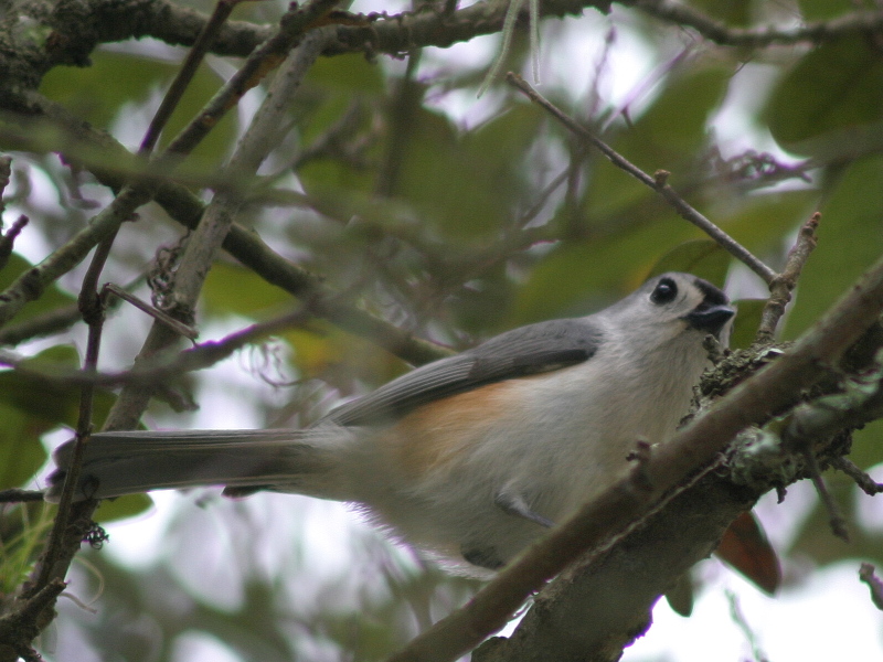 Tufted Titmouse