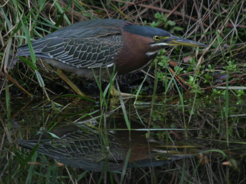 Green Heron