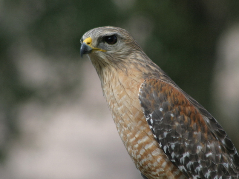 Red-shouldered Hawk