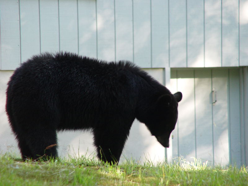 Uninvited BBQ Guest