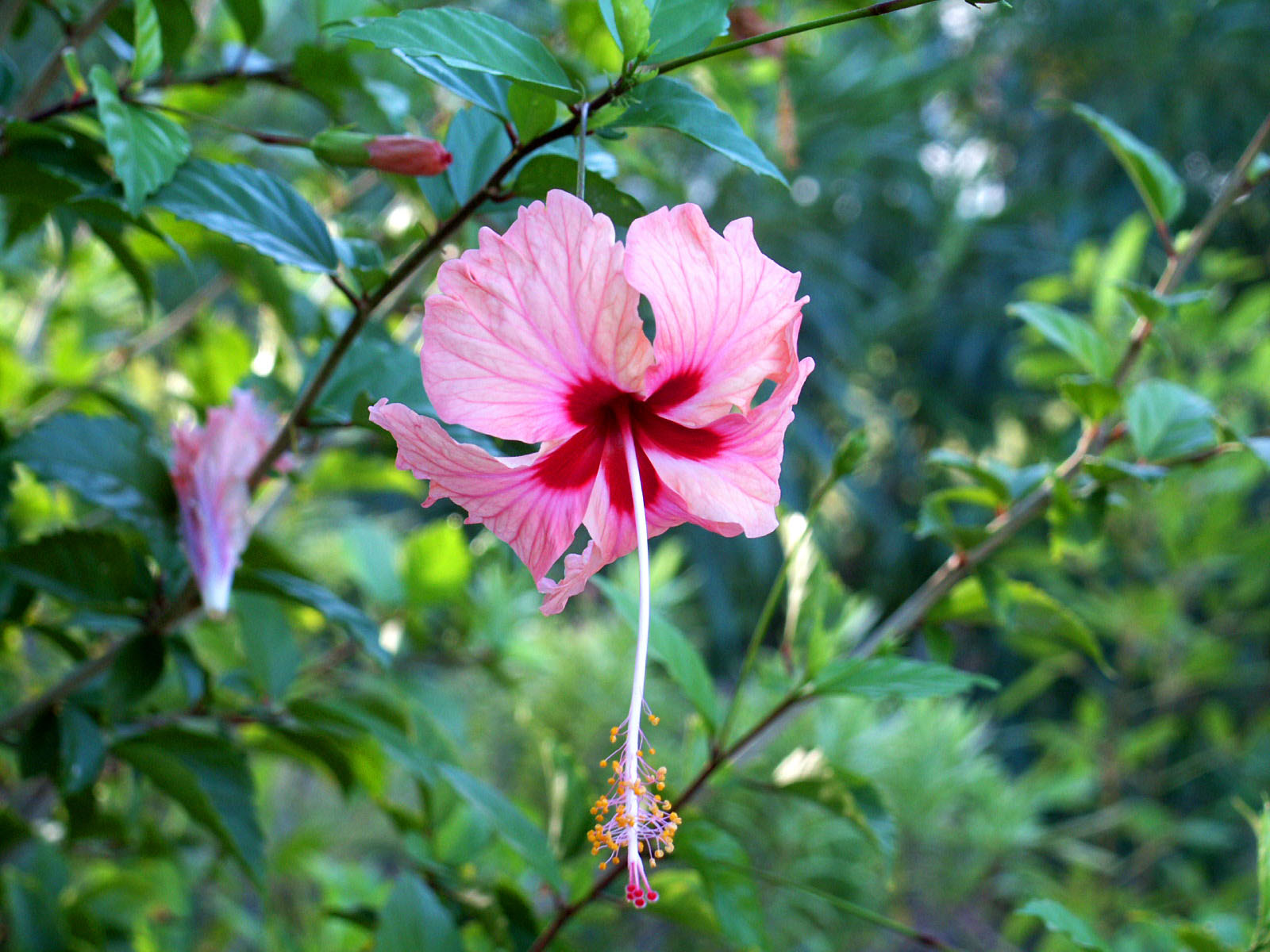Antigua Flower