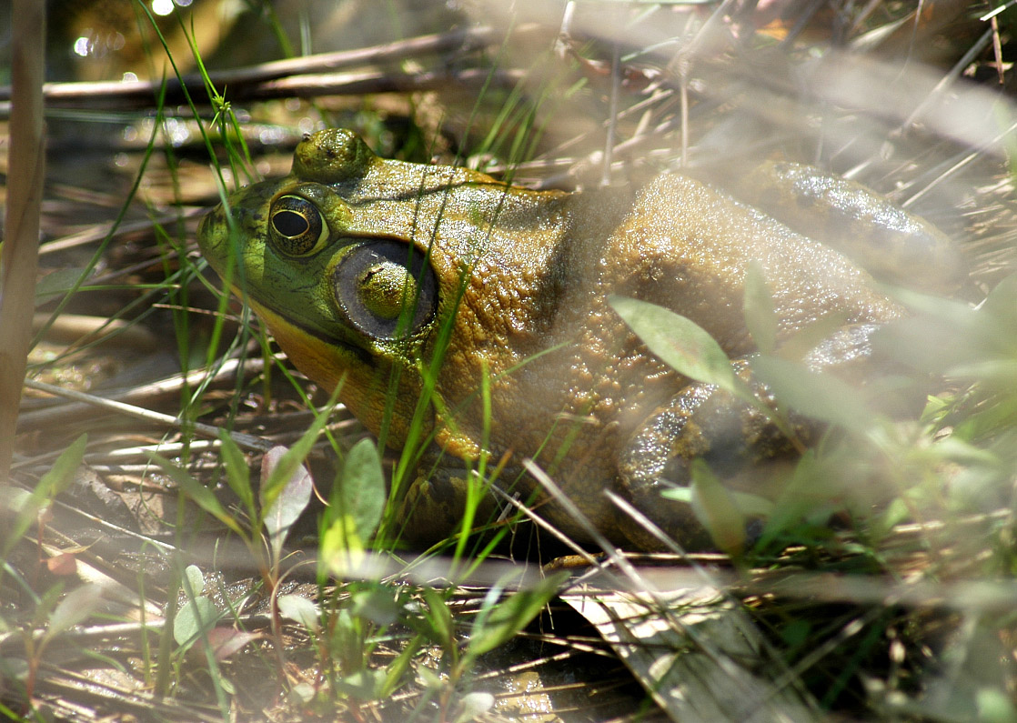Bullfrog