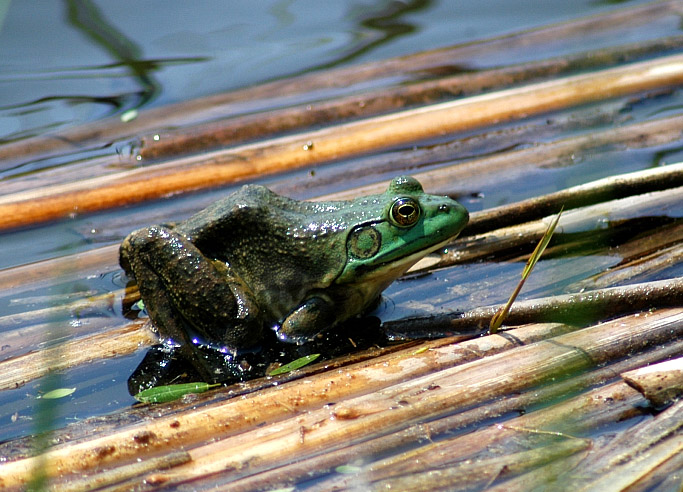 Frog on dead reeds