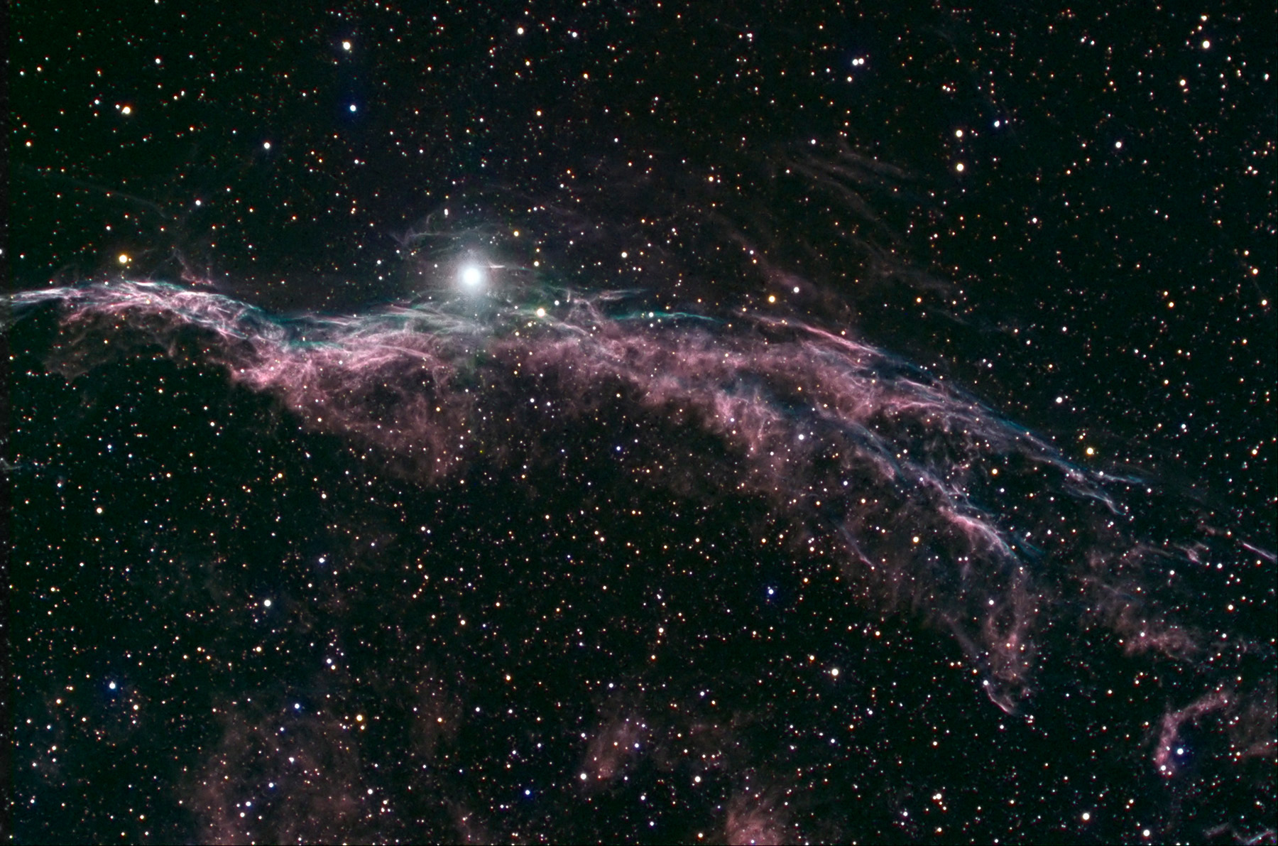 Witches Broom