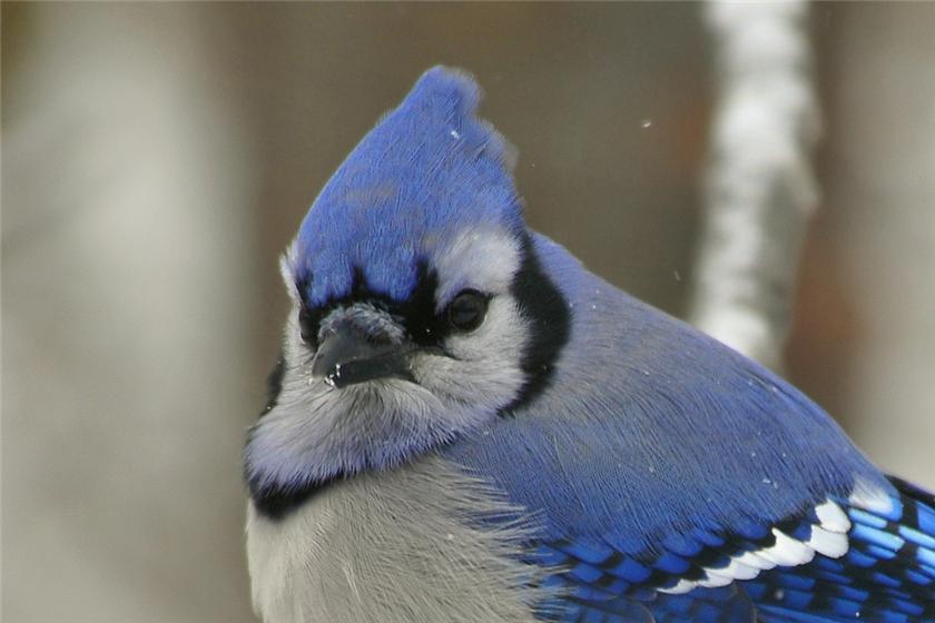 Blue Jay in Winter
