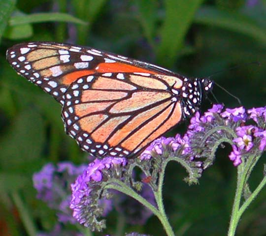 Butterfly at Monticello