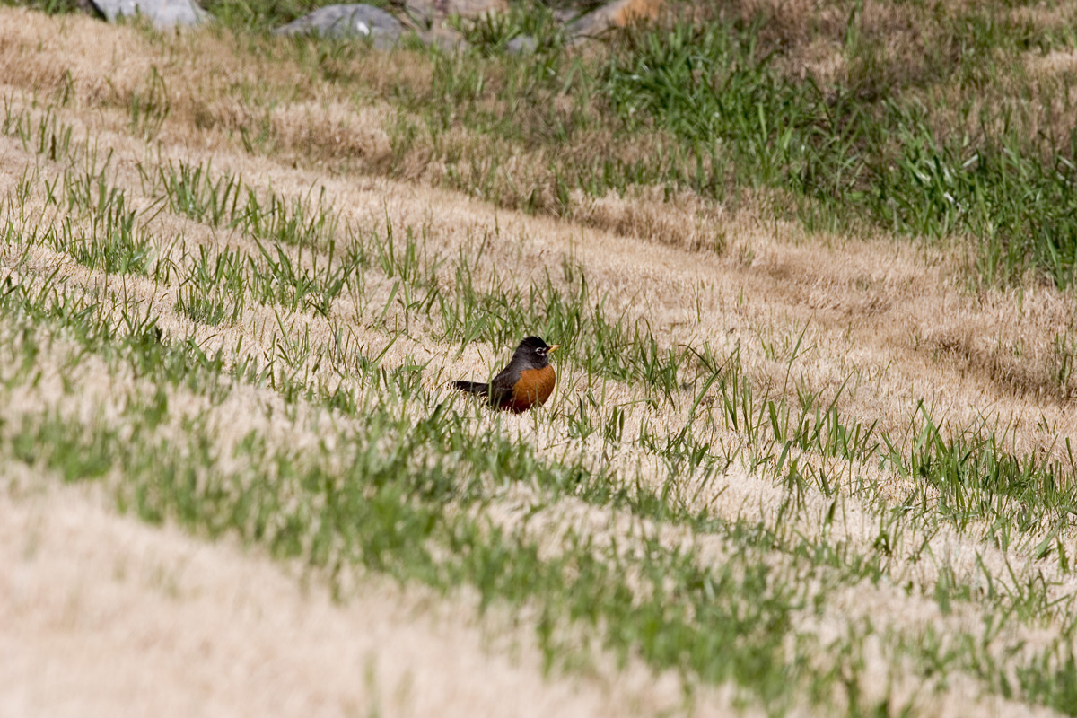 Spring Robin