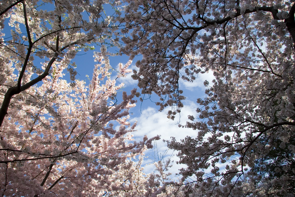 Cherry Blossom Skylight