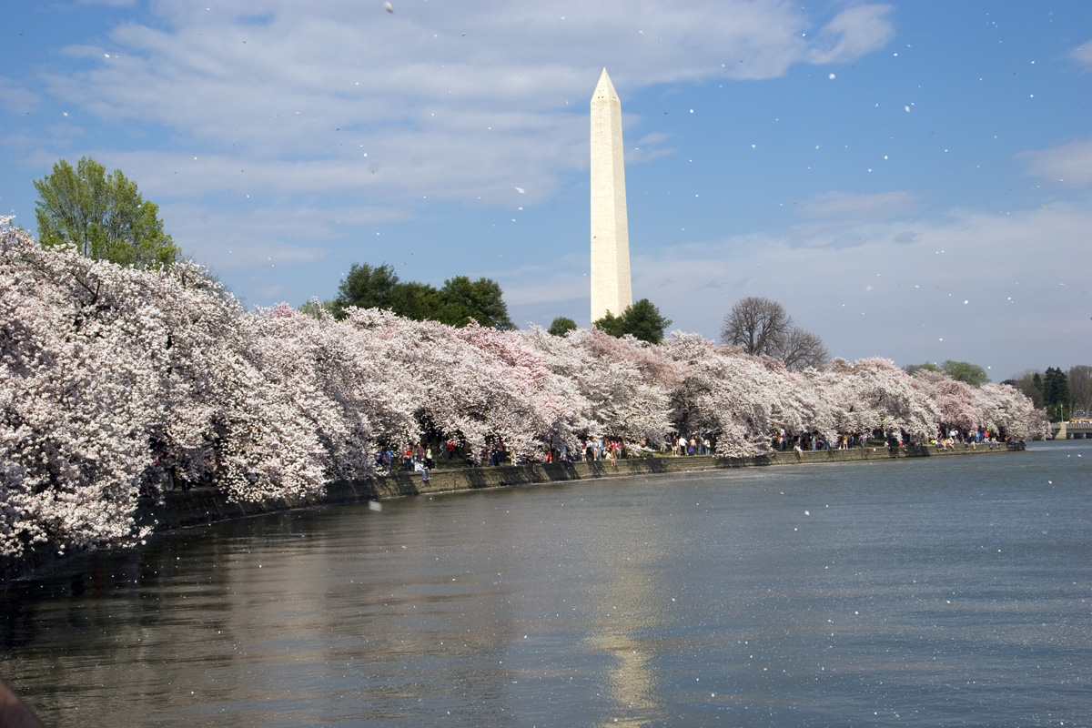 Blossom Snowfall