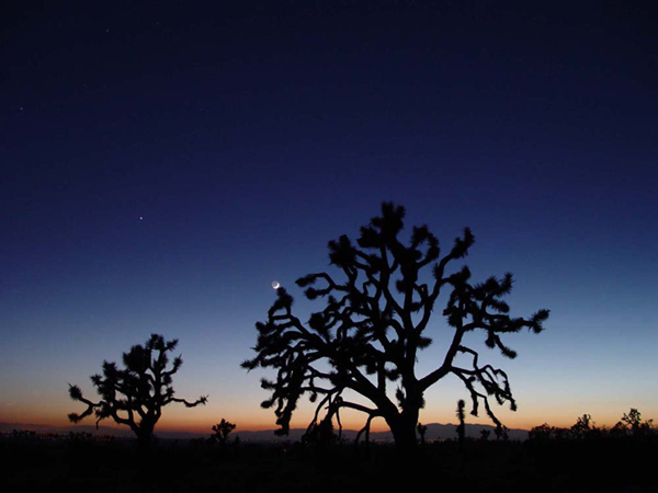 Joshua Tree, Moon, Jupiter