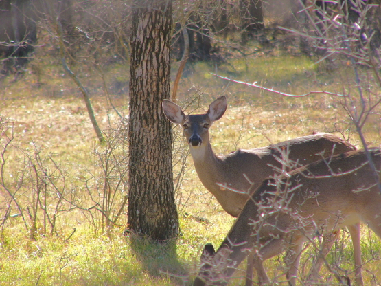 Deer