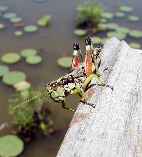 Macro-Hopper