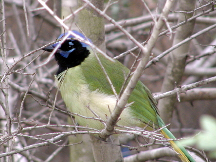 Green Jay image