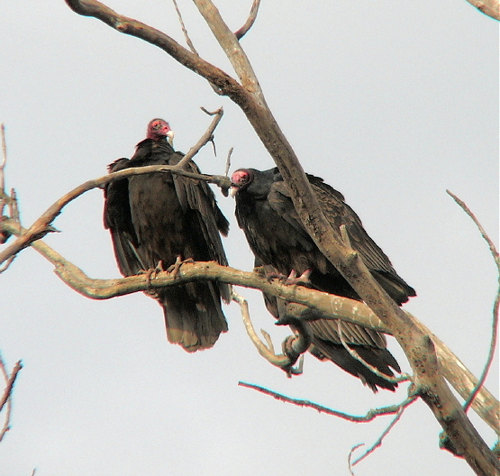 Buzzards