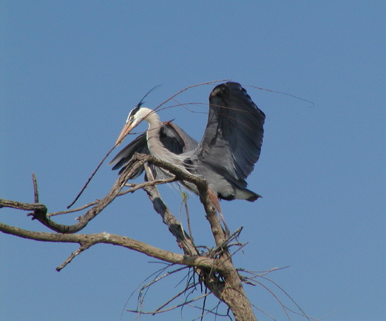 Building the nest