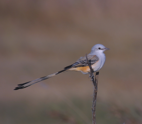 Scissor-Tailed Flycatcher