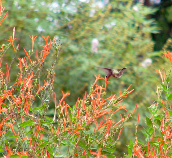 Hummingbird 072504