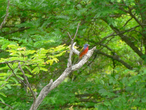 Painted Bunting