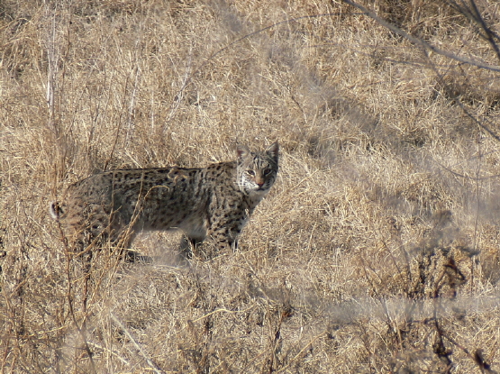Texas Bobcat
