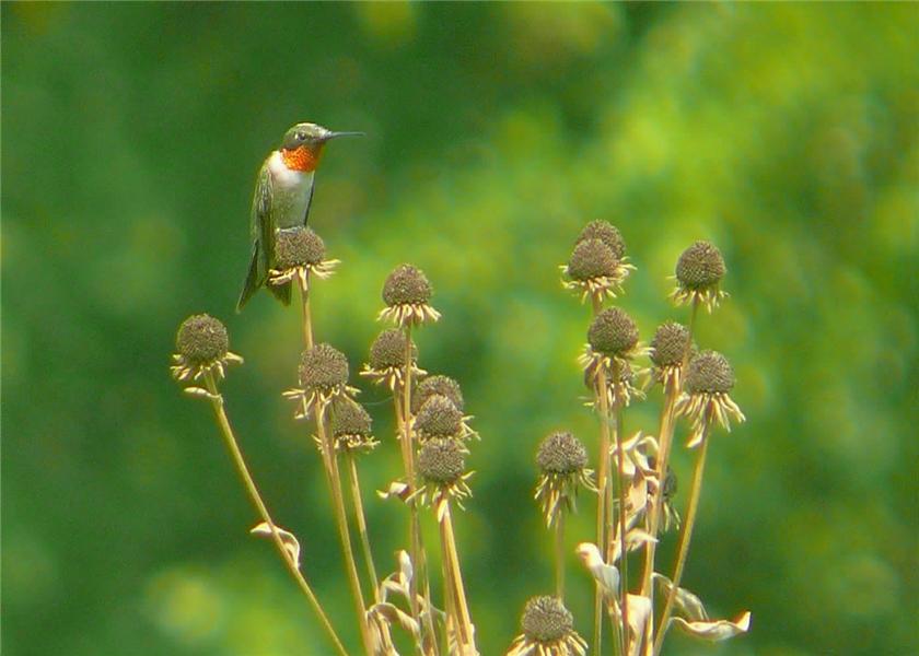 Male ruby throated hummingbird