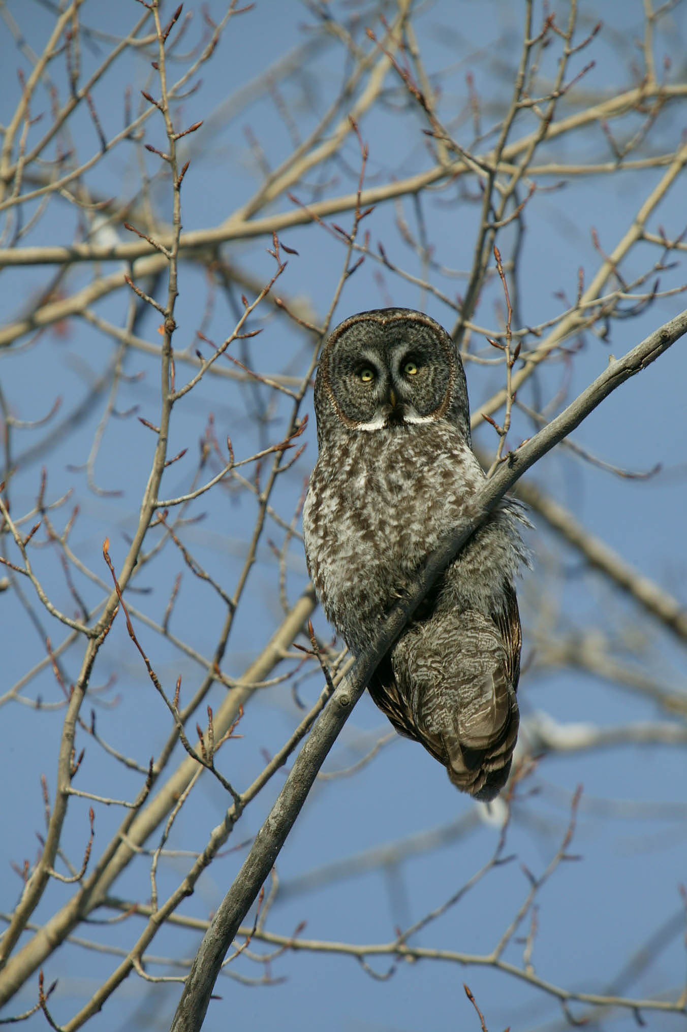 The Great Grey!!!!! image