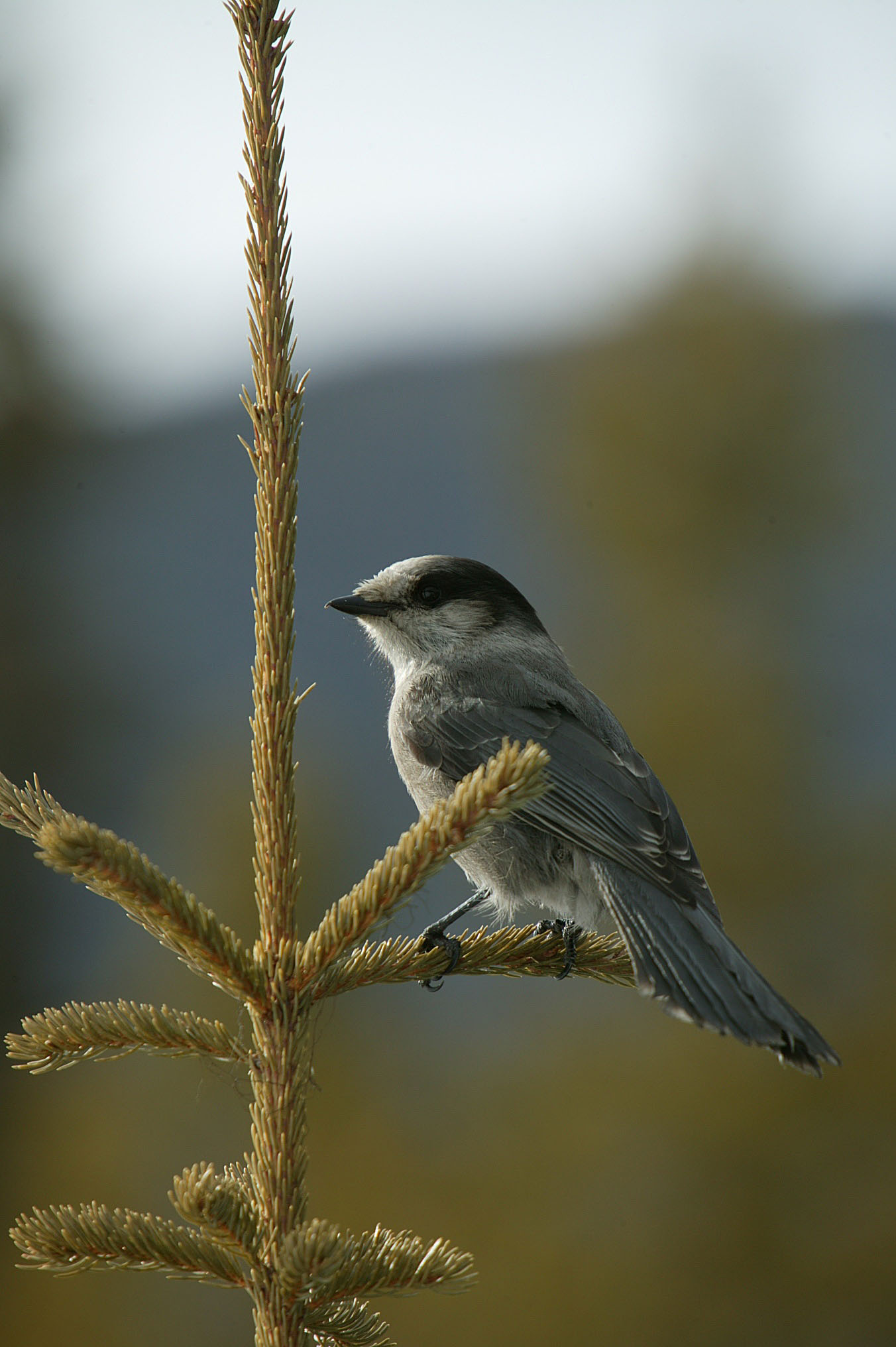 The Courious Grey Jay image