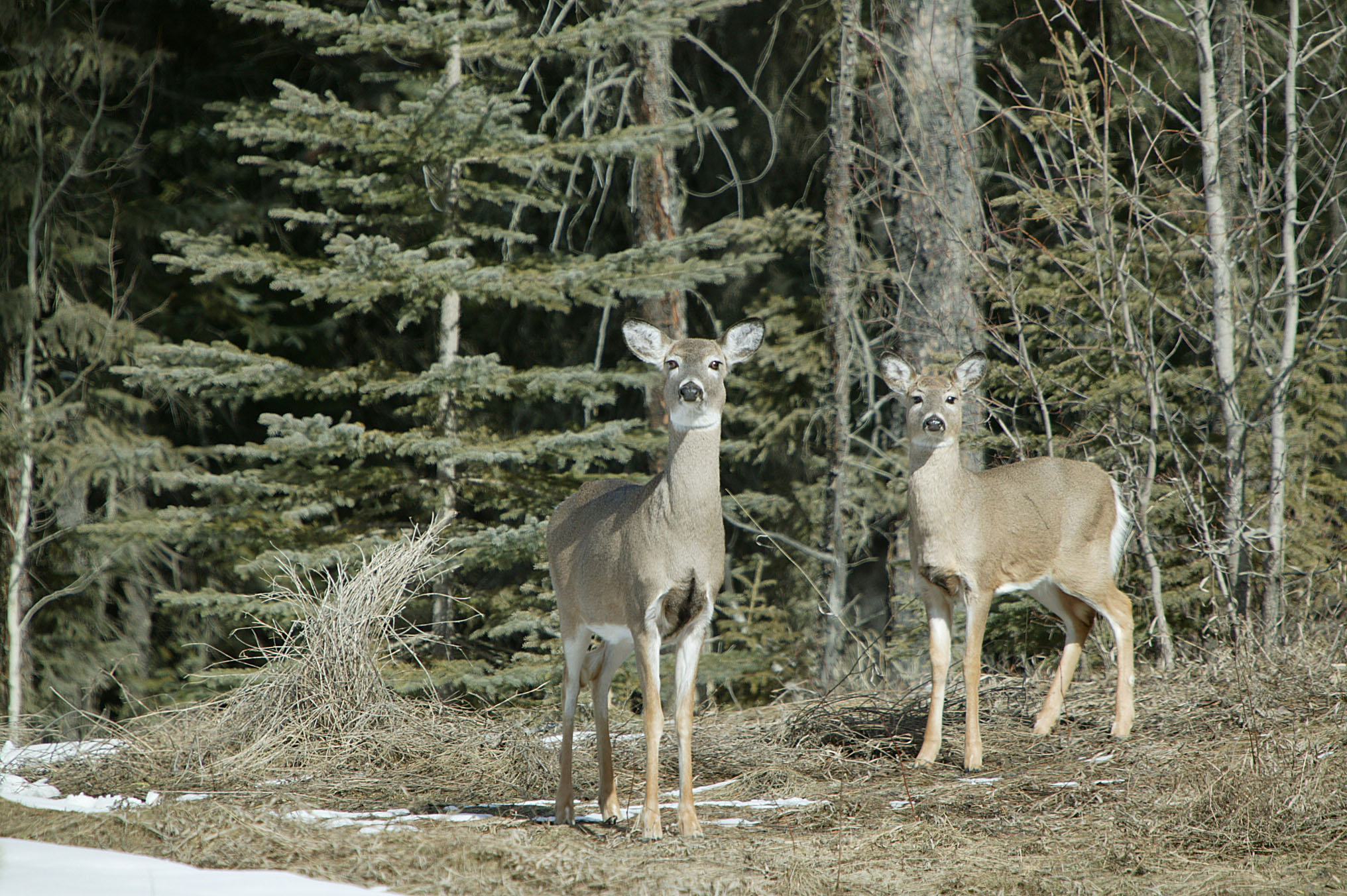 White Tail at a Attention!!! image