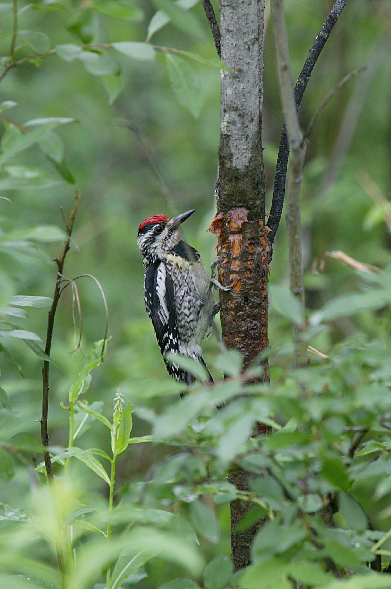 Yellow-bellied Sapsucker image