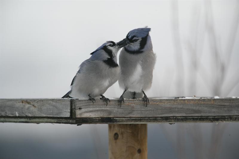 When Beaks Meet image