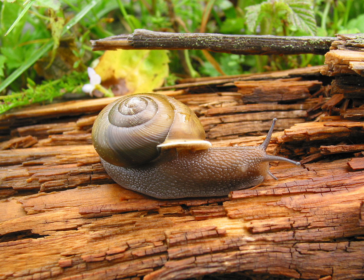 Snail