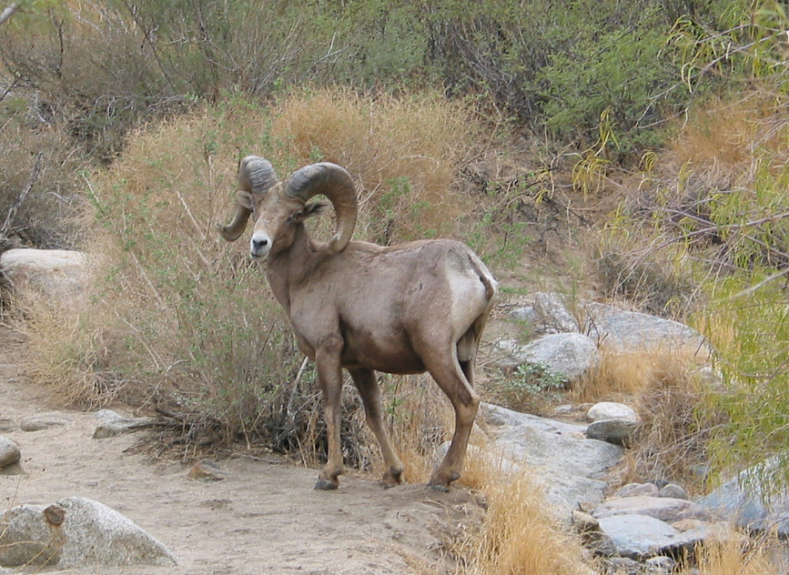 Desert Bighorn