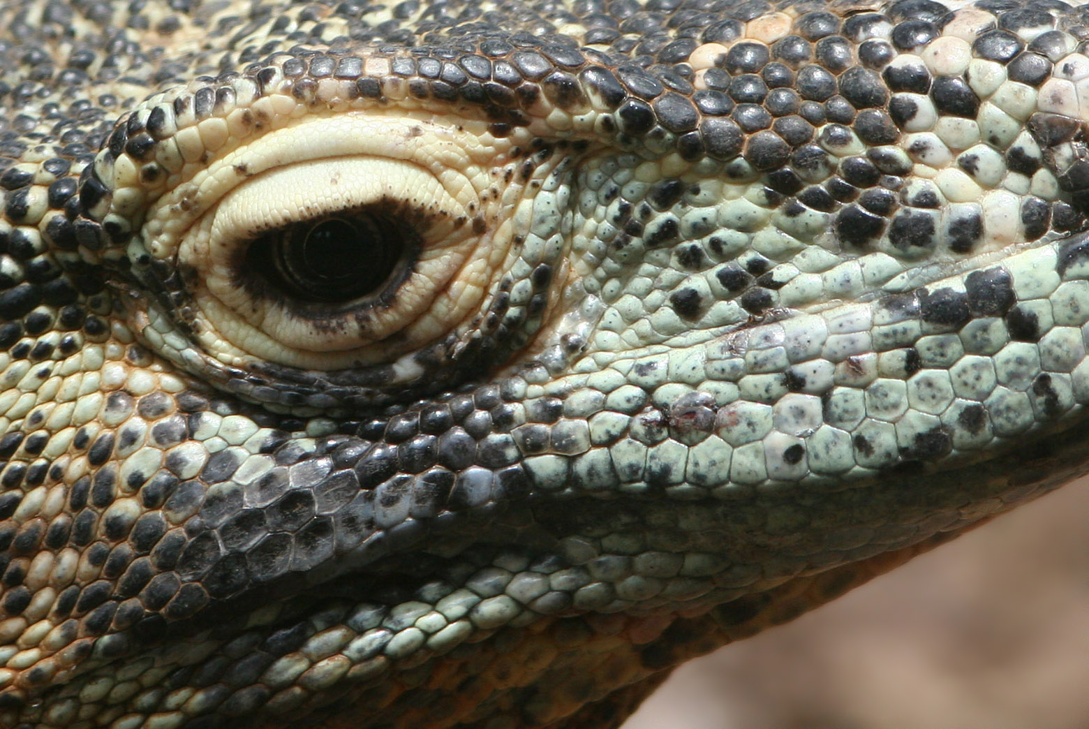 Eye of the Dragon