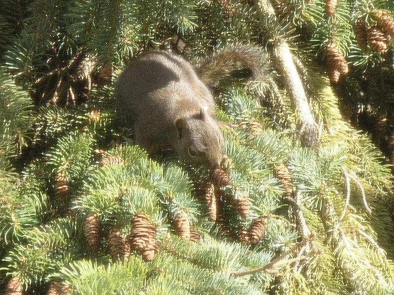 grey squirrel